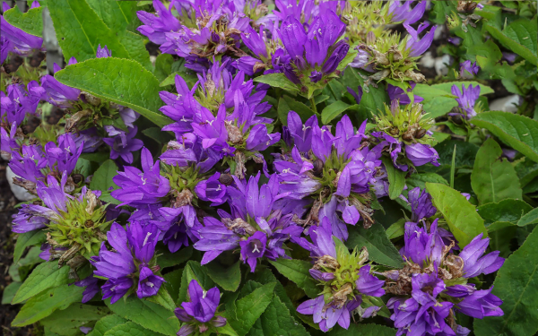 Колокольчик сборный