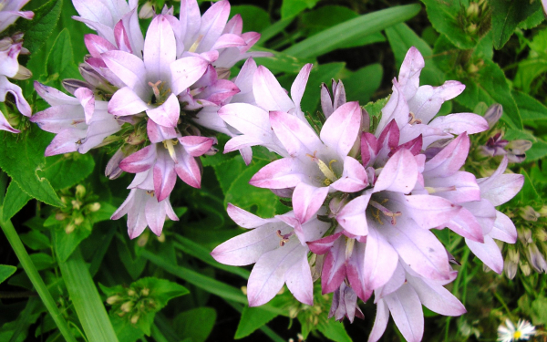 Колокольчик скученный Каролина