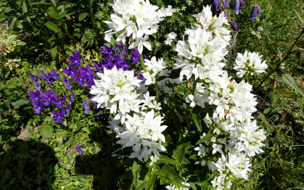 Колокольчик скученный белый