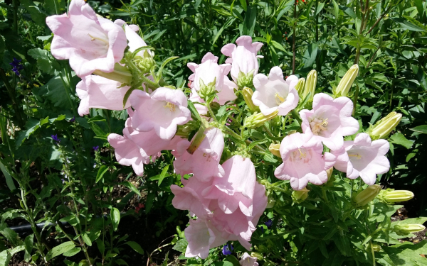 Колокольчик средний розовый