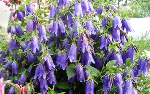 Колокольчик точечный Сарасто