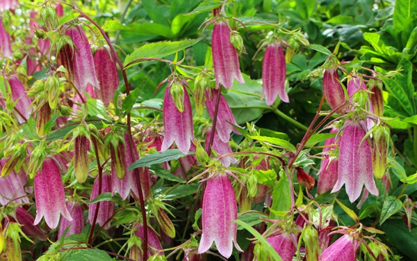 Колокольчик точечный Элизабет