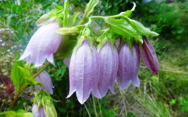 Колокольчик точечный альба