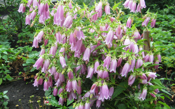 Колокольчик точечный лиловый