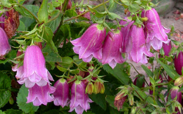 Колокольчик точечный розовый