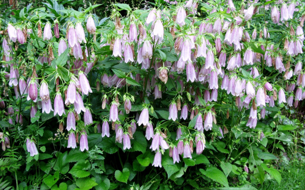 Колокольчик точечный