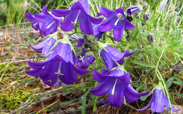 Колокольчик черкесский