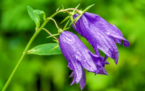 Колокольчик широколистный