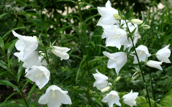 Колокольчики белые