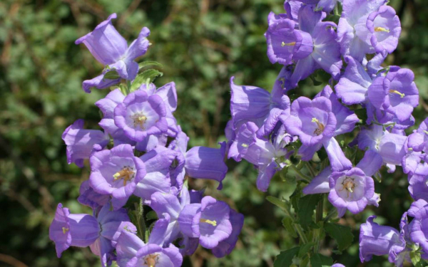 Колокольчики китайсуий сервиз   лиловый