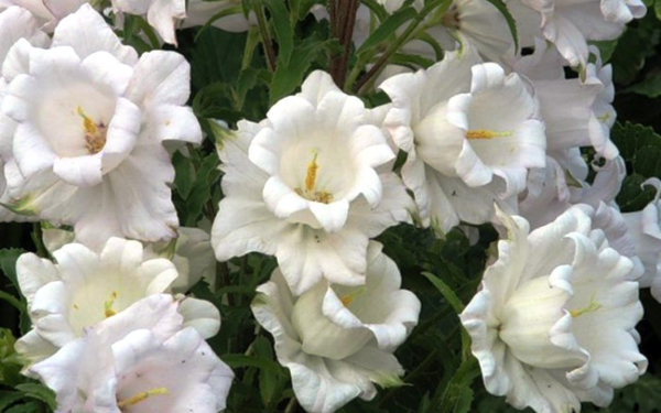 Колокольчики китайсуий сервиз белые