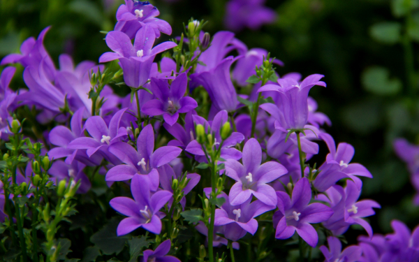 Колокольчики лиловые