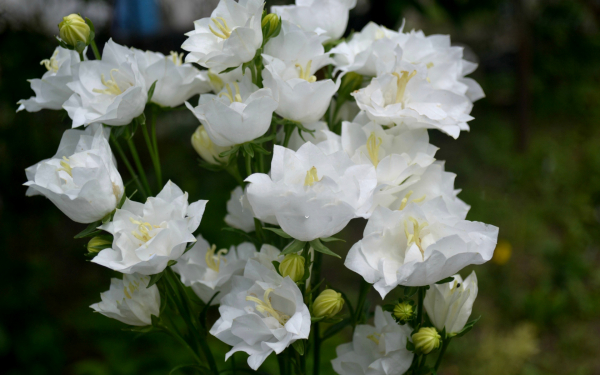 Колокольчики махровые белые