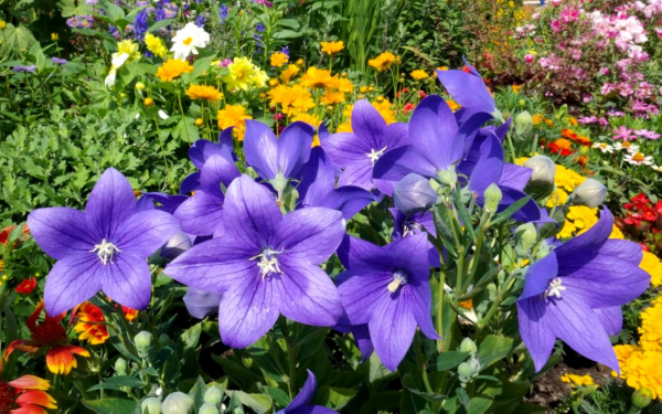 Колокольчики на клумбе