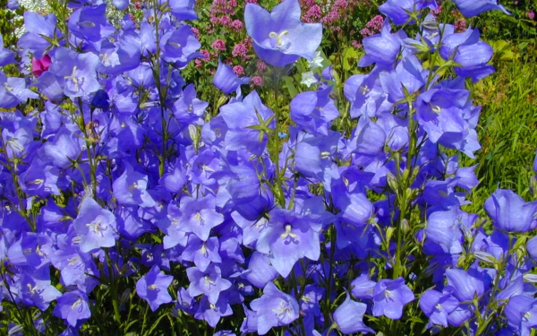 Колокольчики садовые красивые