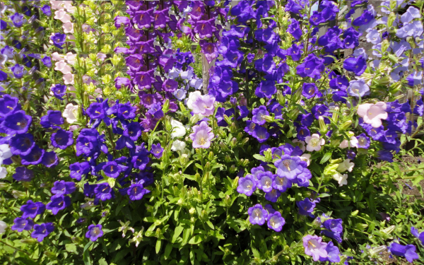 Колокольчики садовые смесь