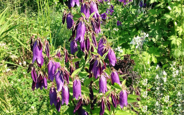 Колокольчики садовые