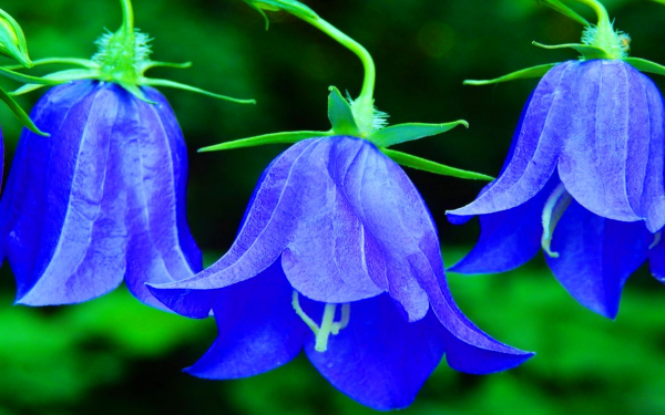 Колокольчики синие