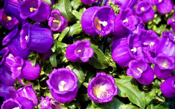 Колокольчики средние фиолетовые