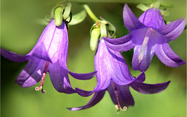 Три колокольчика