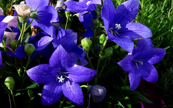 Ширококолокольчик крупноцветковый  синий