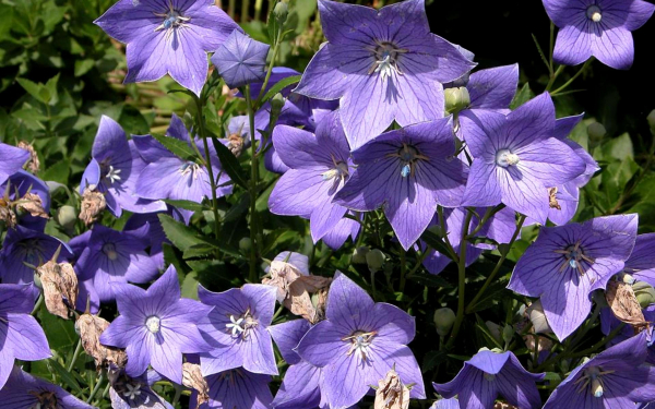 Ширококолокольчик крупноцветковый Мариесии