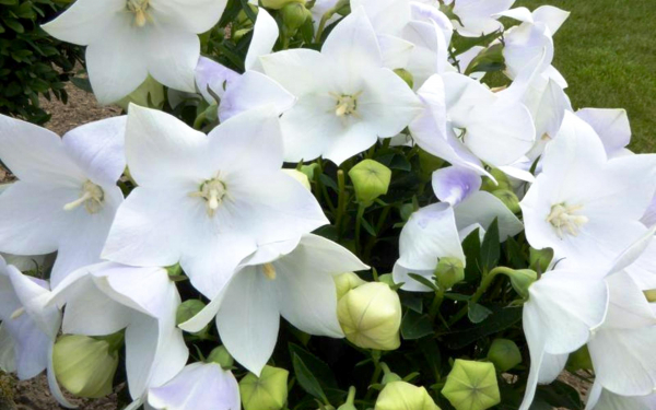 Ширококолокольчик крупноцветковый Фудзи Уайт