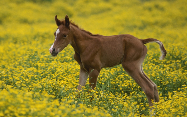 Жеребенок познает окружающий мир
