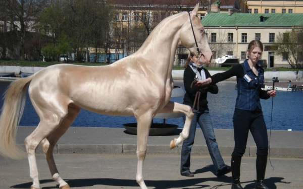 Красивая лошадка