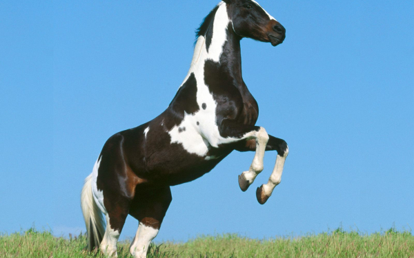 Пятнистая лошадь