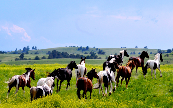 Табун лошадей