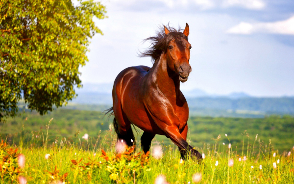 Лошадь на лужайке