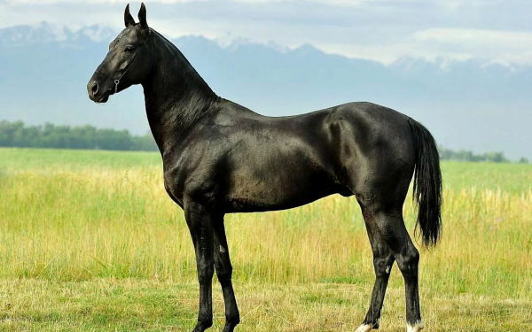 Вороной конь