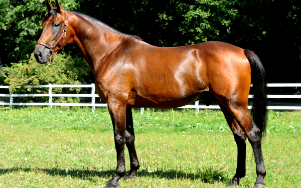 Гнедой конь