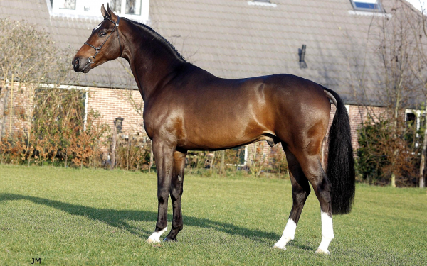 Голландская лошадь