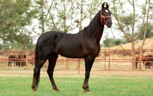 Индийская лошадь