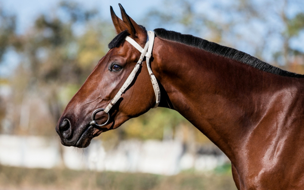 Морда лошади