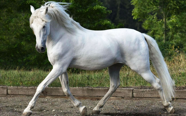 Белая орловская лошадь