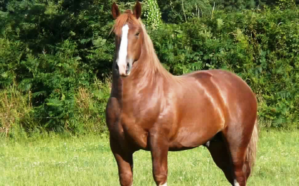 Бретонская лошадь