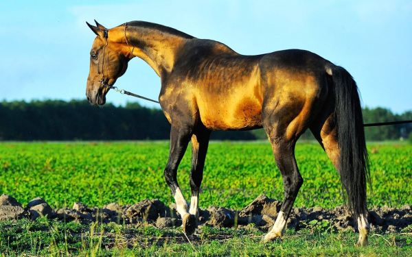 Буланая масть лошади