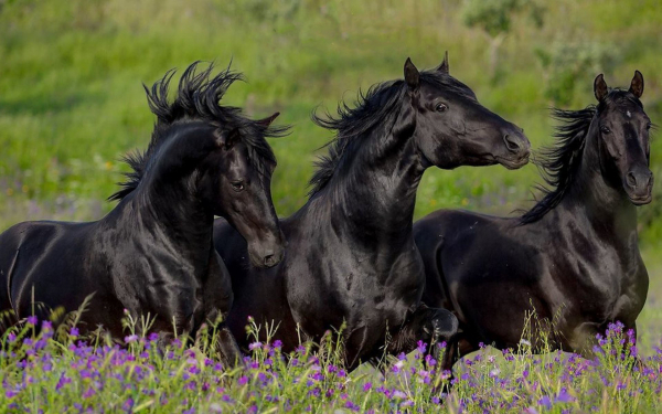 Три черных коня