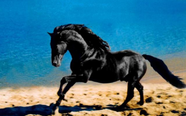 Чёрный конь