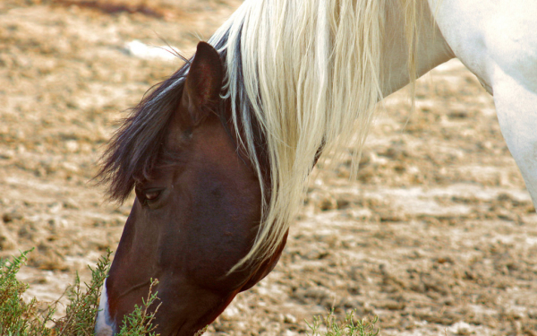 Лошадь с белой гривой