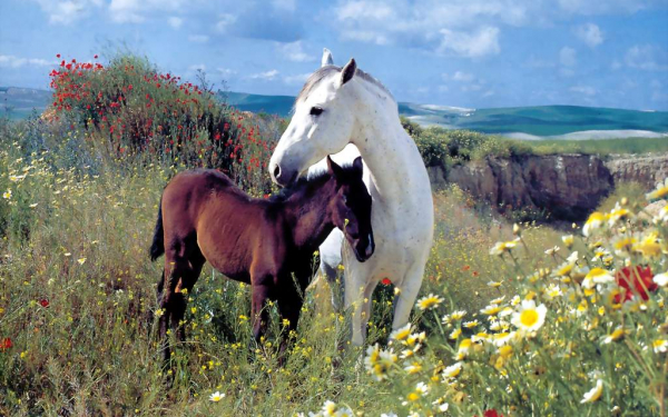 Белая лошадь и черный жеребенок