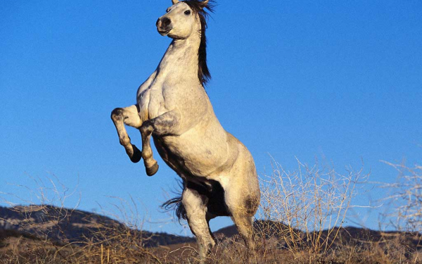 Конь на дыбах