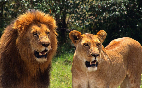 Лев и львица