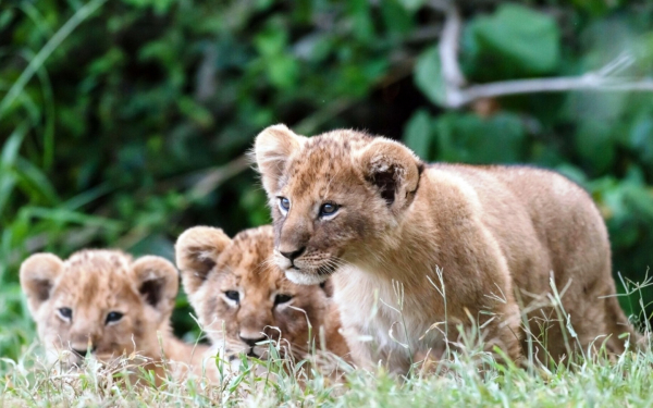 Львята в траве