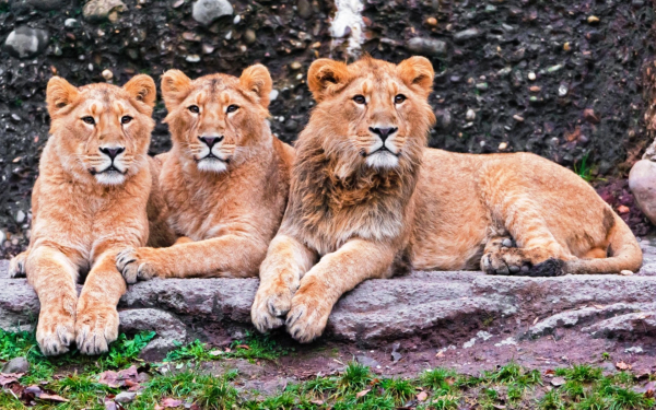 Молодые львы