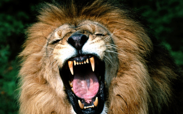 Царь хочет спать