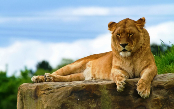 Молодой лев